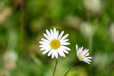 Yeşil çimenlerdeki beyaz papatyalar yaz çayırlarında nazikçe çiçek açıyor.
