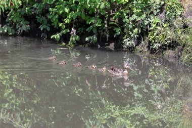 ördek anne ördekler ile gölde yüzme içinde oluşumu