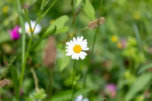 Margaridas brancas na grama verde em um prado de verão suavemente florescer — Fotografia de Stock