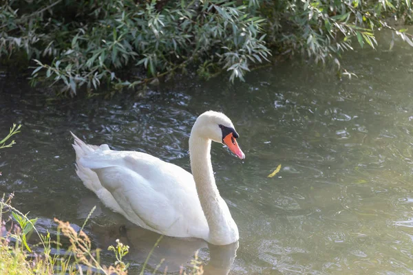 Cisne mudo (Cygnus olor) nadando em água azul com reflexão . — Fotografia de Stock