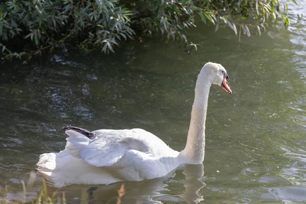 Cisne mudo (Cygnus olor) nadando em água azul com reflexão . — Fotografia de Stock