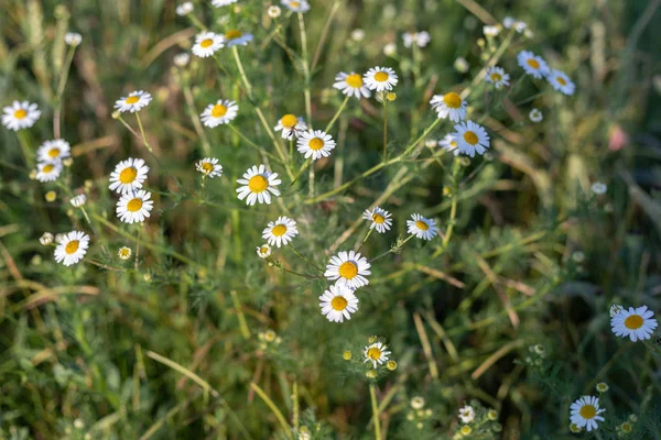 Camomilas brilhantes florescem no jardim de verão perto u — Fotografia de Stock