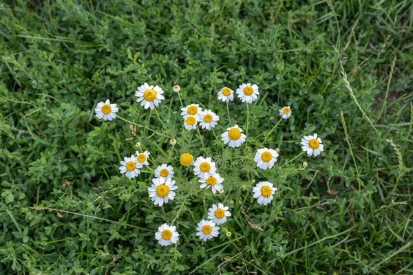 Camomilas brilhantes florescem no jardim de verão perto u — Fotografia de Stock