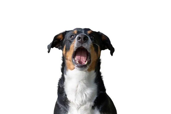 Porträtt Appenzeller Mountain Dog Öppnade Munnen Förvånad Isolerad Vit Bakgrund — Stockfoto