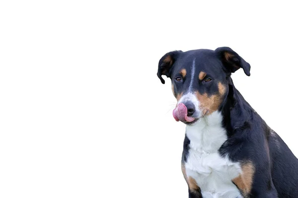 Schattige hond likken zijn lippen, witte achtergrond — Stockfoto