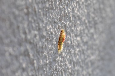 Bir ev duvarında bir çam alayı spinners