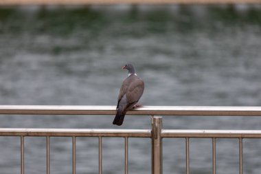 Metal korkuluklar üzerinde yürüyen güvercin 