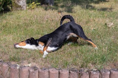 Appenzeller Sennenhund yerde yuvarlanan