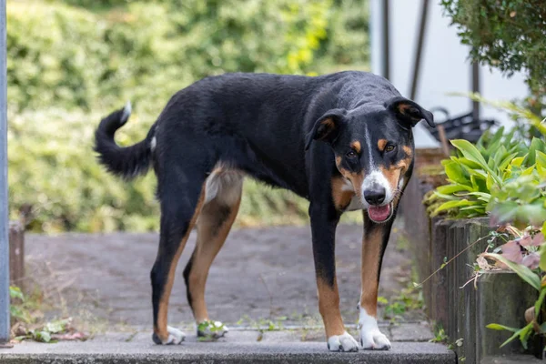 Appenzeller Sennenhund. O cão está de pé no jardim em suma — Fotografia de Stock