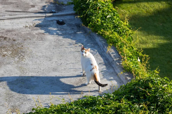 Gato taquigráfico doméstico blanco corriendo en la acera mirando —  Fotos de Stock