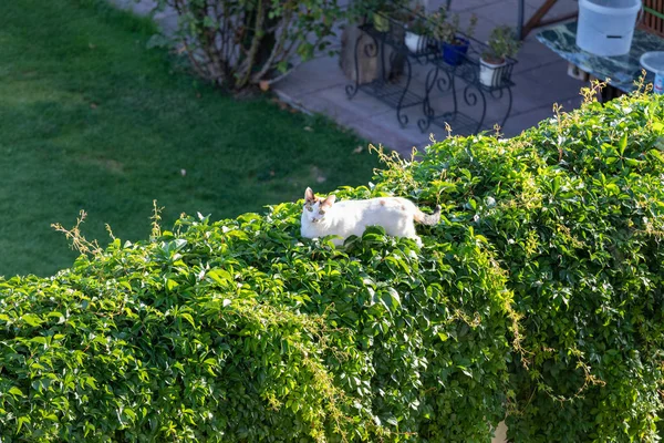 Vit kattunge som ligger i klöver — Stockfoto