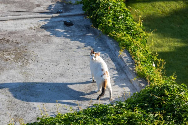 white domestic shorthair cat running on the sidewalk looking at