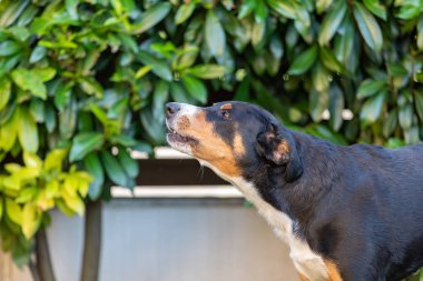 Üç renkli appenzeller dağ köpek havlamaya açık
