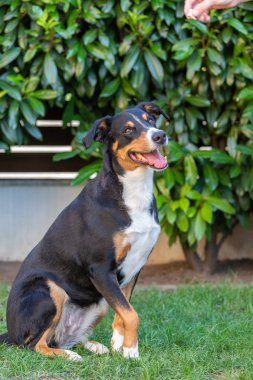 Apenzeller dağ köpeği çimlerin üzerinde oturuyor.