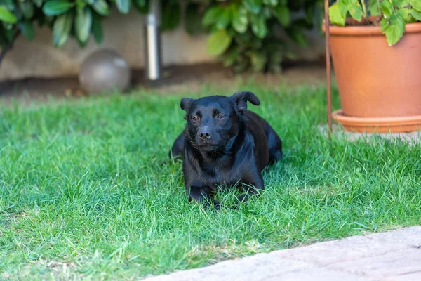 Malý černý pes venku v zelené trávě. Pes je smíšený o — Stock fotografie