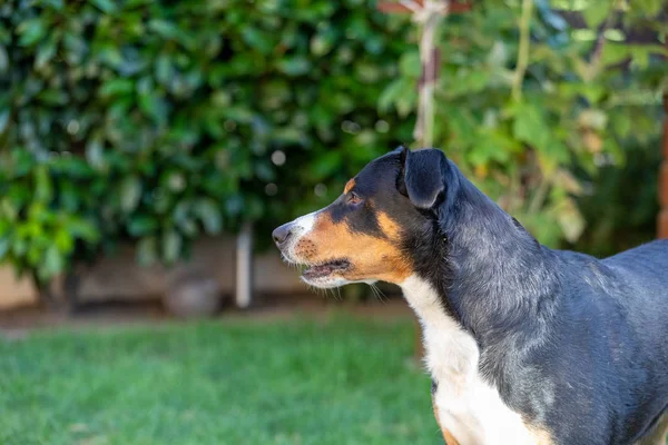 Appenzeller bergshund sitter i gräset utomhus — Stockfoto