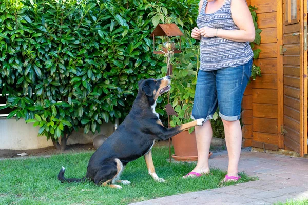 Kvinnan utbildning hans hund den sitta befalla användande trakteringen. — Stockfoto