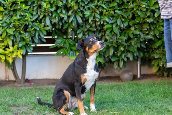아 펜 즐러산 개가 집 밖의 풀 속에 앉아 있는 모습 — 스톡 사진