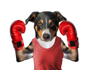 boks eldivenbeyaz izole arka plan üzerinde boks köpek
