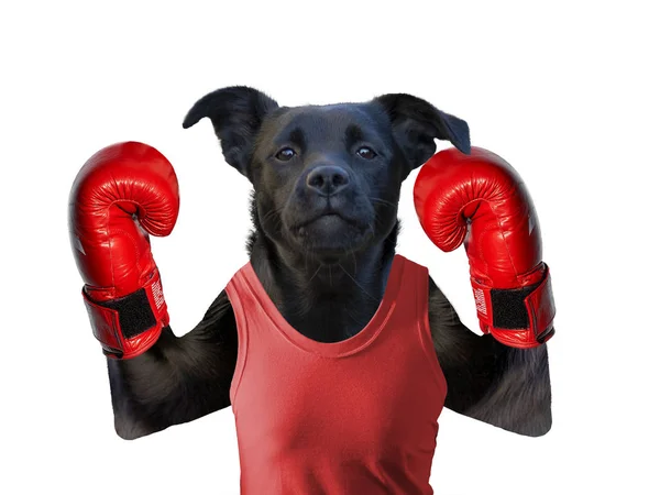 Boxerský pes na bílém izolovaném pozadí v boxerské rukavici — Stock fotografie