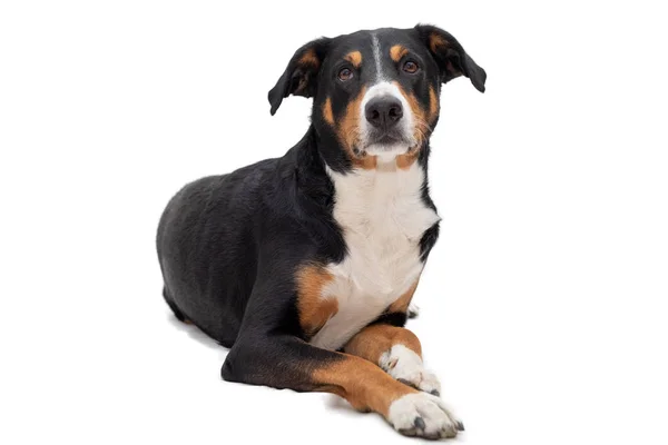 Симпатичный аппензеллер горная собака лежала боковыми путями, голову вверх туалет — стоковое фото