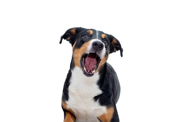 Porträtt av Funny Appenzeller Mountain dog fånga behandlar med ope — Stockfoto