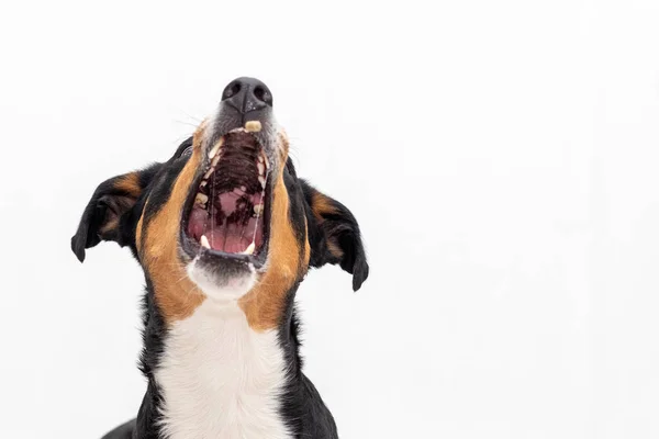 Porträtt av Funny Appenzeller Mountain dog fånga behandlar med ope — Stockfoto