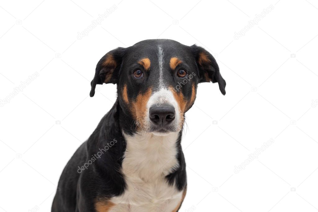 Portrait of Serious Appenzeller mounatin Dog isolated on White b