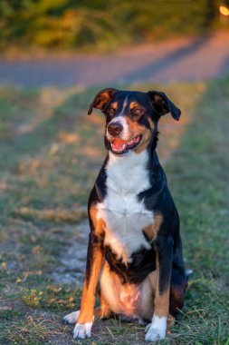 Appenzeller dağ köpeği Portresi, yaz fiel oturan