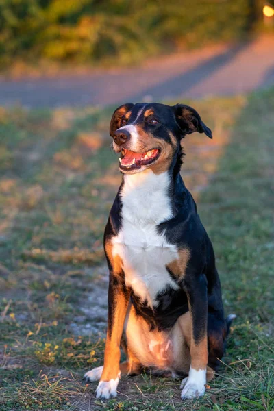 アペレンツェラー山犬の肖像画、夏のフィエルに座って — ストック写真