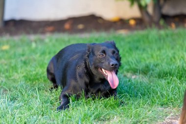 Yeşil çimenlerin arasında küçük siyah bir köpek var. Köpek karışık bir o