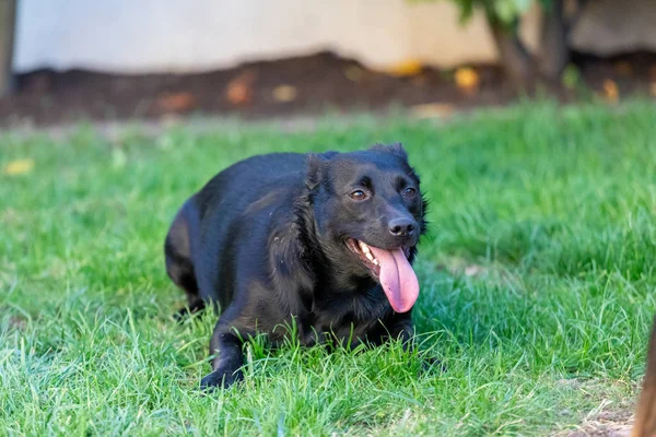 Malý černý pes venku v zelené trávě. Pes je smíšený o — Stock fotografie