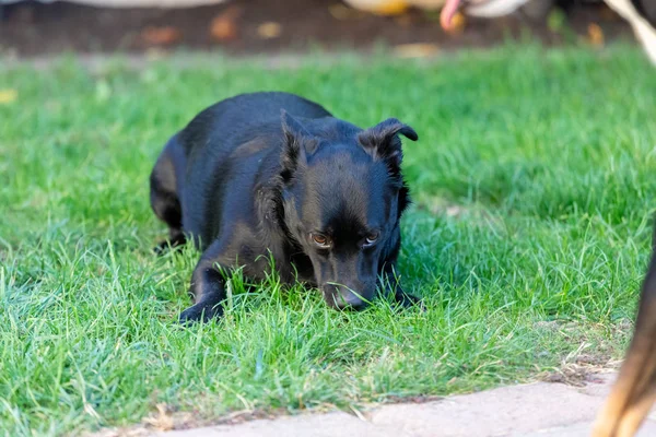 Een kleine zwarte hond buitenshuis in groen gras. De hond is een gemengde o — Stockfoto