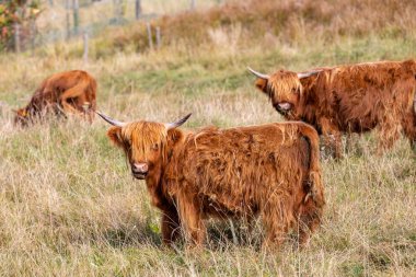 Hayvan veya yaban hayatı konsepti. Güzel kahverengi kıllı Merhaba görünümü