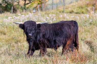 Hayvan veya yaban hayatı konsepti. Güzel kahverengi kıllı Merhaba görünümü