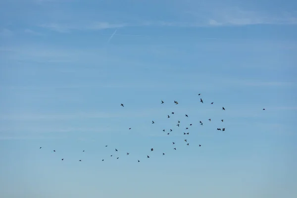 Um monte de pipa de pássaro no céu sobre os campos — Fotografia de Stock