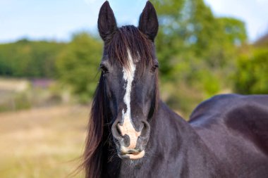 güzel karanlık at baş portre padok üzerinde