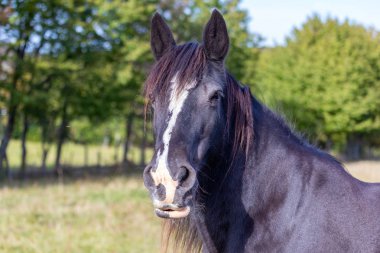 güzel karanlık at baş portre padok üzerinde