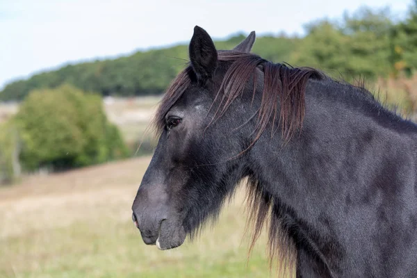 güzel karanlık at baş portre padok üzerinde