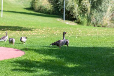 büyük kaz sürüsü, gri yerli kazlar