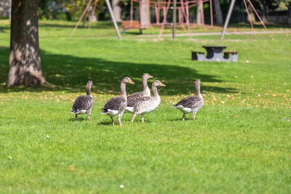 A flock of large geese, gray domestic geese — Stock Photo, Image