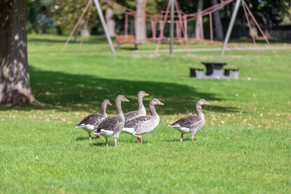 A flock of large geese, gray domestic geese — Stock Photo, Image