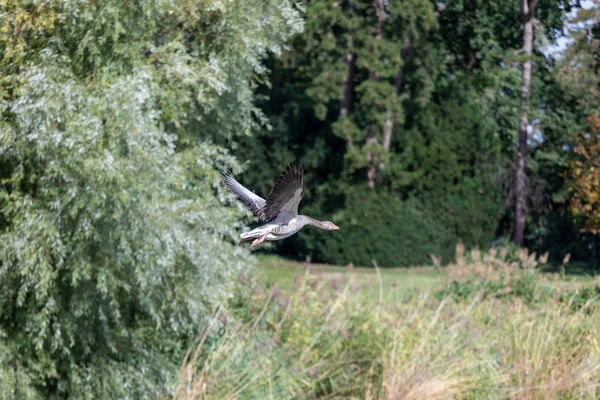 Un ganso de greylag (Anser anser) es el vuelo —  Fotos de Stock