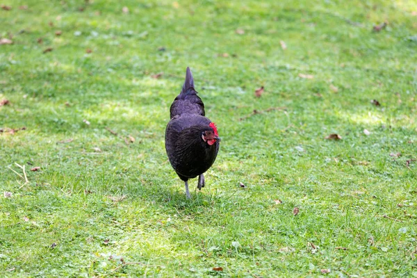 Zwarte veren kip duivin wandelen op een groen veld — Stockfoto
