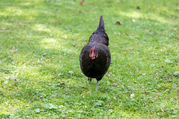 Zwarte veren kip duivin wandelen op een groen veld — Stockfoto