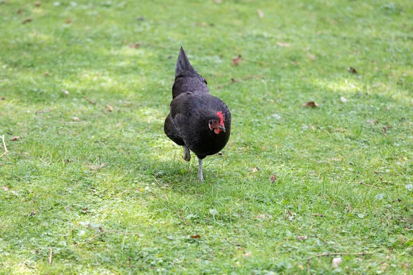 Svarta fjädrar kyckling höna gå på ett grönt fält — Stockfoto