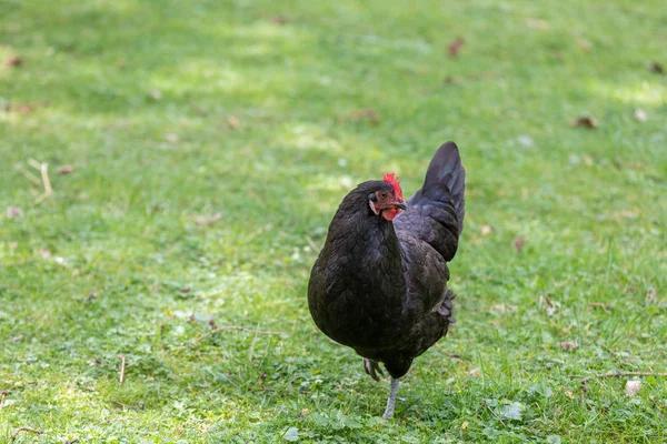 Zwarte veren kip duivin wandelen op een groen veld — Stockfoto