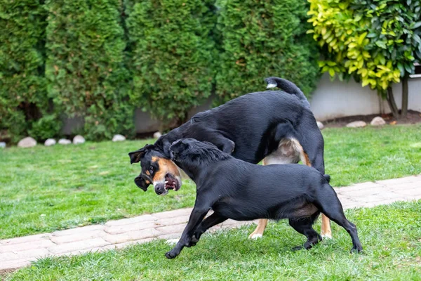 Appenzeller Mountain dog brinca com um cachorro Labrador mix ao ar livre — Fotografia de Stock