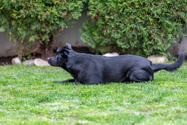 En liten svart hund utomhus i grönt gräs. Hunden är en blandad o — Stockfoto