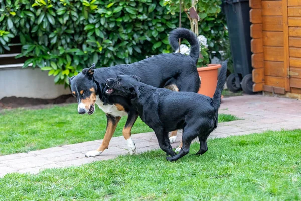 Pies pasterski Appenzeller bawi się szczeniak Labrador mix odkryty — Zdjęcie stockowe